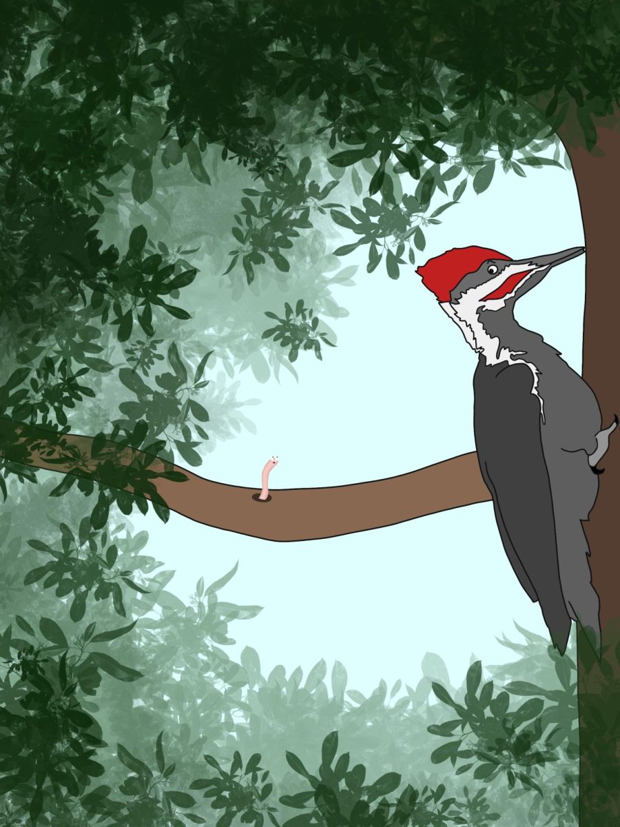 A woodpecker pecks at a tree and glares at a worm popping out of the tree.